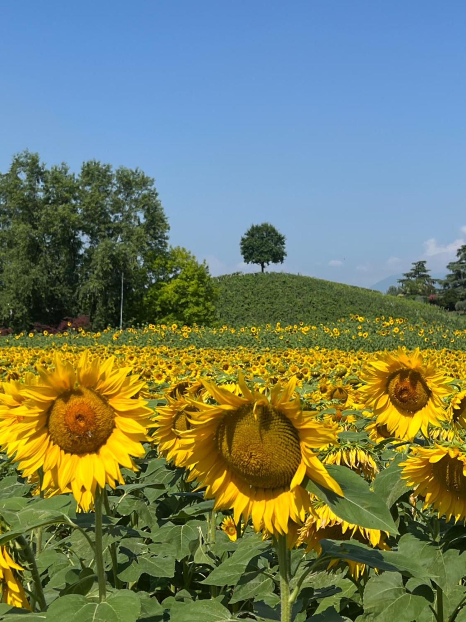 Borghetto San Biagio Relais Agriturismo Bed and Breakfast Thiene Εξωτερικό φωτογραφία